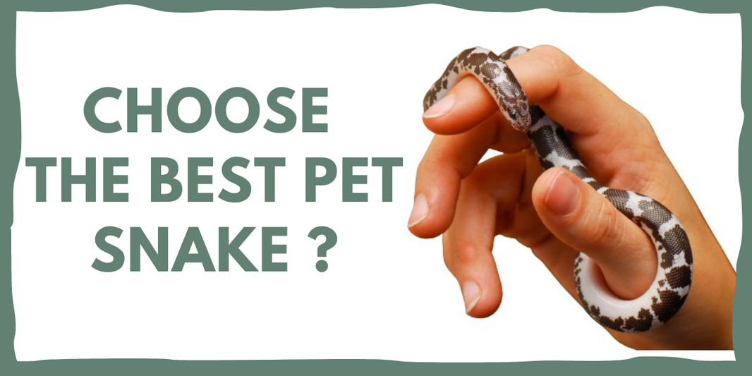 HOW TO CHOOSE THE BEST PET SNAKE ?