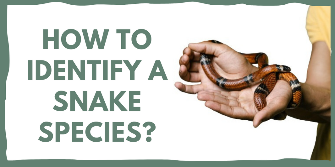 HOW TO RECOGNIZE AND IDENTIFY A SNAKE SPECIES 