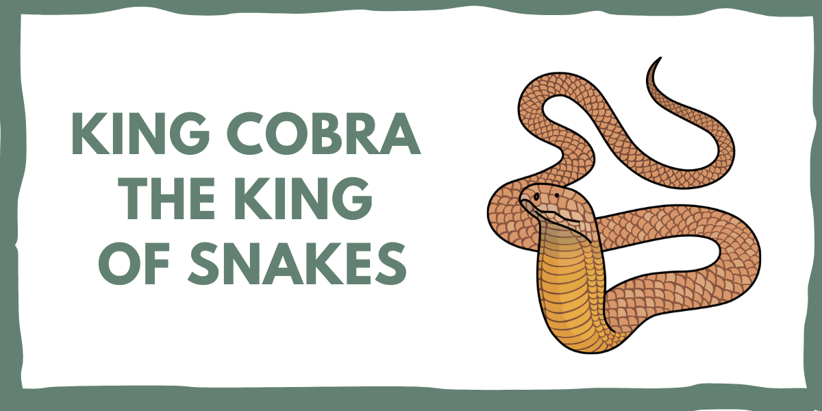 KING COBRA : THE SNAKE EATER