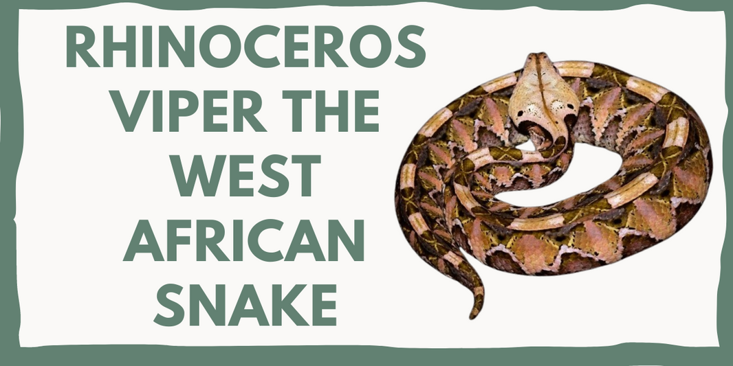 RHINOCEROS VIPER THE WEST AFRICAN SNAKE