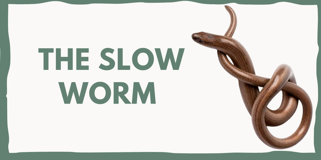 SLOW WORM: A SPECIAL SNAKE