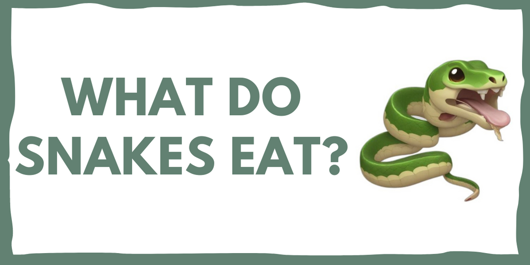 WHAT DO SNAKES EAT