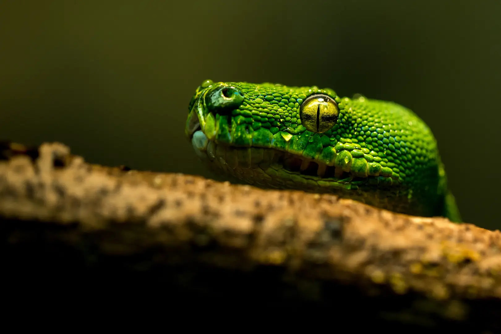 green-snake-resting-chin-on-branch of snakes store